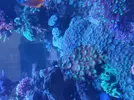 [TodoMarino.com] Rocas de gran tamaño con corales blandos y SPS de regalo