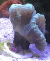 [TodoMarino.com] El Reef de Little