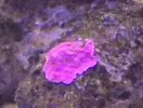 [TodoMarino.com] El Reef de Little