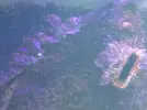 [TodoMarino.com] Identificar alga.