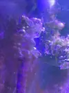 [TodoMarino.com] Identificar alga.