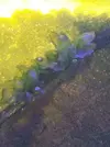 [TodoMarino.com] Identificar alga.
