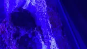 [TodoMarino.com] Archaster tipicus