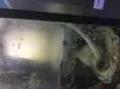 [TodoMarino.com] Primer dia de ciclado, lio con nivel en el sump , ruidos, skymmer ..etc