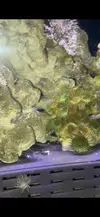 [TodoMarino.com] Cambio en acuario asentado
