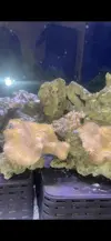 [TodoMarino.com] Cambio en acuario asentado