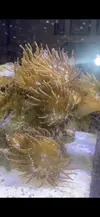 [TodoMarino.com] Cambio en acuario asentado