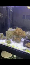 [TodoMarino.com] Cambio en acuario asentado