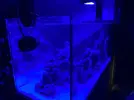[TodoMarino.com] Primer dia de ciclado, lio con nivel en el sump , ruidos, skymmer ..etc