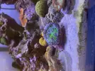 [TodoMarino.com] Ayuda con scolymia