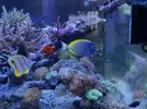 [TodoMarino.com] Venta De Hybrido Leuco/Nigricans