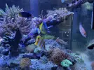 [TodoMarino.com] Venta De Hybrido Leuco/Nigricans
