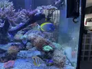 [TodoMarino.com] Venta De Hybrido Leuco/Nigricans