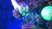 [TodoMarino.com] MONTIPORAS VARIADAS, MILKA, Caulastreas, ETC