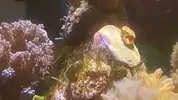 [TodoMarino.com] Quitar algas (pelo) de zoohantus