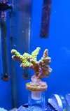 [TodoMarino.com] (CERRADO)Anacropora Green goblin