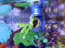 [TodoMarino.com] (CERRADO)Anacropora Green goblin