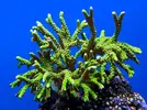 [TodoMarino.com] (CERRADO)Anacropora Green goblin