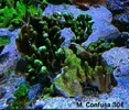 [TodoMarino.com] Venta corales