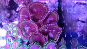 [TodoMarino.com] Zoanthus variados, Fake Chilly, Sunny deligt, Red hornet, Alien antivenom, king midas, utter chaos, Alcala de Henares