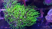 [TodoMarino.com] Zoanthus variados, Fake Chilly, Sunny deligt, Red hornet, Alien antivenom, king midas, utter chaos, Alcala de Henares