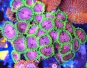 [TodoMarino.com] Zoanthus variados, Fake Chilly, Sunny deligt, Red hornet, Alien antivenom, king midas, utter chaos, Alcala de Henares