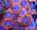 [TodoMarino.com] Zoanthus variados, Fake Chilly, Sunny deligt, Red hornet, Alien antivenom, king midas, utter chaos, Alcala de Henares