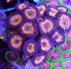 [TodoMarino.com] Zoanthus variados, Fake Chilly, Sunny deligt, Red hornet, Alien antivenom, king midas, utter chaos, Alcala de Henares