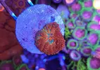 [TodoMarino.com] Zoanthus variados, Fake Chilly, Sunny deligt, Red hornet, Alien antivenom, king midas, utter chaos, Alcala de Henares