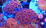 [TodoMarino.com] Zoanthus variados, Fake Chilly, Sunny deligt, Red hornet, Alien antivenom, king midas, utter chaos, Alcala de Henares