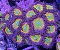 [TodoMarino.com] Zoanthus variados, Fake Chilly, Sunny deligt, Red hornet, Alien antivenom, king midas, utter chaos, Alcala de Henares