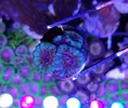 [TodoMarino.com] Vendo varias fichas con Leptoseris JACK O LANTERN, Montipora Bubble Gum, Blastomussa Wellsi, Echinophyllia lamellosa, Hystrix, Pocillopora, Alcala de