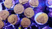 [TodoMarino.com] Vendo varias fichas con Leptoseris JACK O LANTERN, Montipora Bubble Gum, Blastomussa Wellsi, Echinophyllia lamellosa, Hystrix, Pocillopora, Alcala de