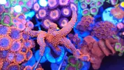[TodoMarino.com] Vendo varias fichas con Leptoseris JACK O LANTERN, Montipora Bubble Gum, Blastomussa Wellsi, Echinophyllia lamellosa, Hystrix, Pocillopora, Alcala de