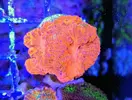 [TodoMarino.com] Vendo varias fichas con Leptoseris JACK O LANTERN, Montipora Bubble Gum, Blastomussa Wellsi, Echinophyllia lamellosa, Hystrix, Pocillopora, Alcala de