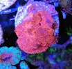 [TodoMarino.com] Vendo varias fichas con Leptoseris JACK O LANTERN, Montipora Bubble Gum, Blastomussa Wellsi, Echinophyllia lamellosa, Hystrix, Pocillopora, Alcala de
