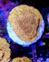 [TodoMarino.com] Vendo varias fichas con Leptoseris JACK O LANTERN, Montipora Bubble Gum, Blastomussa Wellsi, Echinophyllia lamellosa, Hystrix, Pocillopora, Alcala de