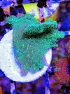 [TodoMarino.com] Vendo varias fichas con Leptoseris JACK O LANTERN, Montipora Bubble Gum, Blastomussa Wellsi, Echinophyllia lamellosa, Hystrix, Pocillopora, Alcala de