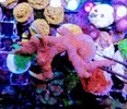 [TodoMarino.com] Vendo varias fichas con Leptoseris JACK O LANTERN, Montipora Bubble Gum, Blastomussa Wellsi, Echinophyllia lamellosa, Hystrix, Pocillopora, Alcala de