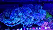[TodoMarino.com] Vendo varias fichas con Leptoseris JACK O LANTERN, Montipora Bubble Gum, Blastomussa Wellsi, Echinophyllia lamellosa, Hystrix, Pocillopora, Alcala de