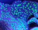 [TodoMarino.com] Vendo varias fichas con Leptoseris JACK O LANTERN, Montipora Bubble Gum, Blastomussa Wellsi, Echinophyllia lamellosa, Hystrix, Pocillopora, Alcala de