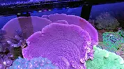 [TodoMarino.com] Vendo varias fichas con Leptoseris JACK O LANTERN, Montipora Bubble Gum, Blastomussa Wellsi, Echinophyllia lamellosa, Hystrix, Pocillopora, Alcala de