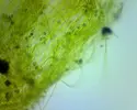 [TodoMarino.com] El Reef de Little