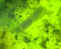 [TodoMarino.com] El Reef de Little
