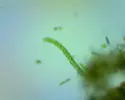 [TodoMarino.com] El Reef de Little