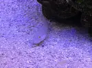 [TodoMarino.com] El Reef de Little