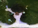 [TodoMarino.com] El Reef de Little