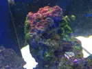 [TodoMarino.com] El Reef de Little