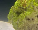 [TodoMarino.com] Alga coralina