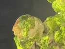 [TodoMarino.com] Alga coralina